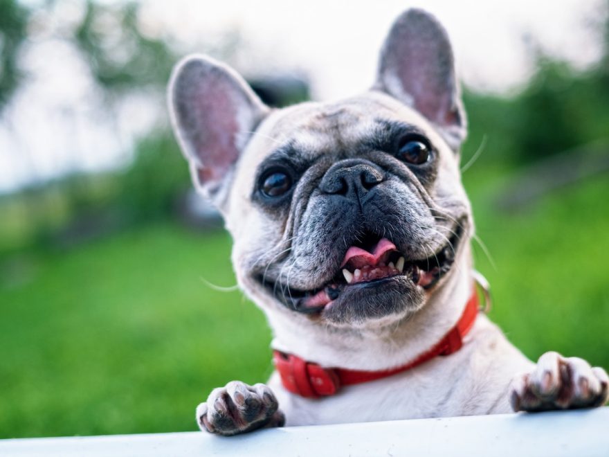 7 doenças caninas comuns e como tratá-las