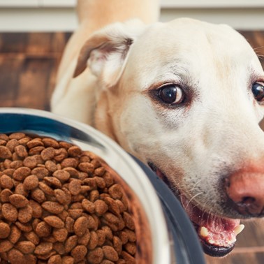 Seis aspectos que devem ser levados em consideração na hora de escolher o alimento para o pet