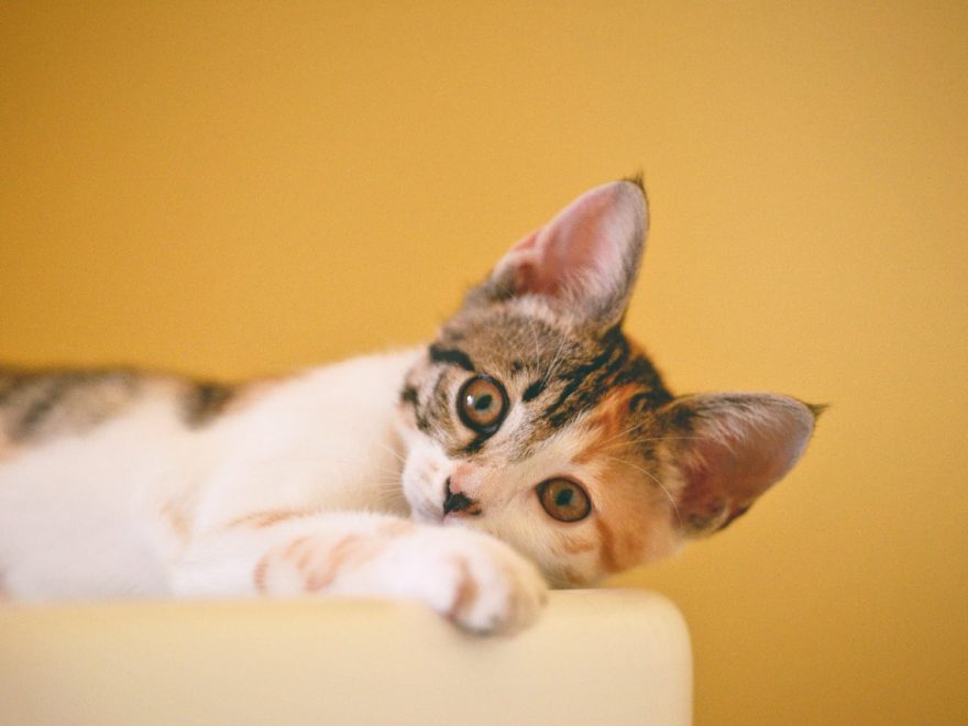 Panleucopenia felina: doença ataca sistema imunológico e rapidamente debilita gatos