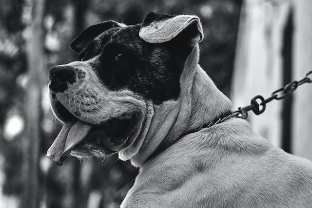Cão em foto preto e branco amarrado a uma coleira
