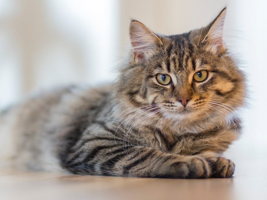 Dia do Gato: Veterinário do CEUB dá dicas de como preservar a saúde dos felinos de estimação